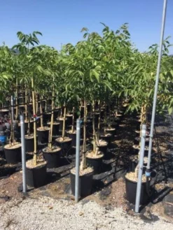 Walnoot (Juglans Regia 'Franquette')