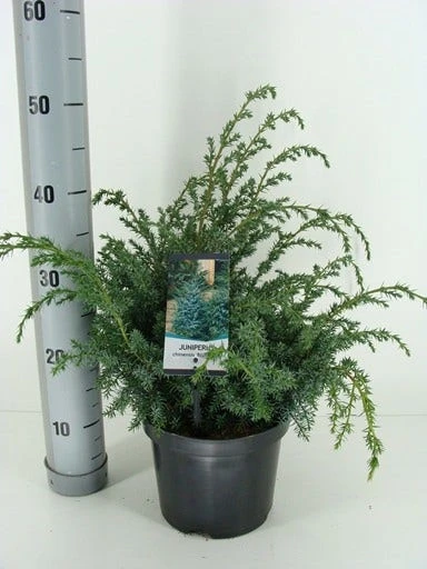 Jeneverbes (Juniperus Chinensis 'Blue Alps') - Afbeelding 2
