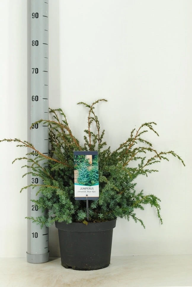 Jeneverbes (Juniperus Chinensis 'Blue Alps') - Afbeelding 3