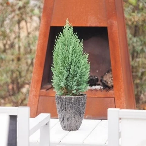 Jeneverbes (Juniperus Chinensis 'Stricta') - Afbeelding 4