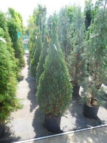 Jeneverbes (Juniperus Chinensis 'Stricta') - Afbeelding 2