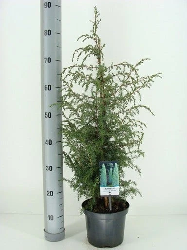 Jeneverbes (Juniperus Communis 'Suecica') - Afbeelding 3