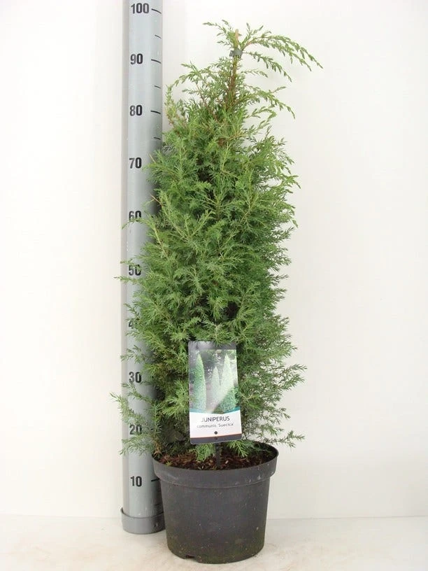 Jeneverbes (Juniperus Communis 'Suecica') - Afbeelding 4