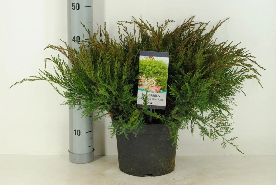 Jeneverbes (Juniperus Media 'Mint Julep') - Afbeelding 3