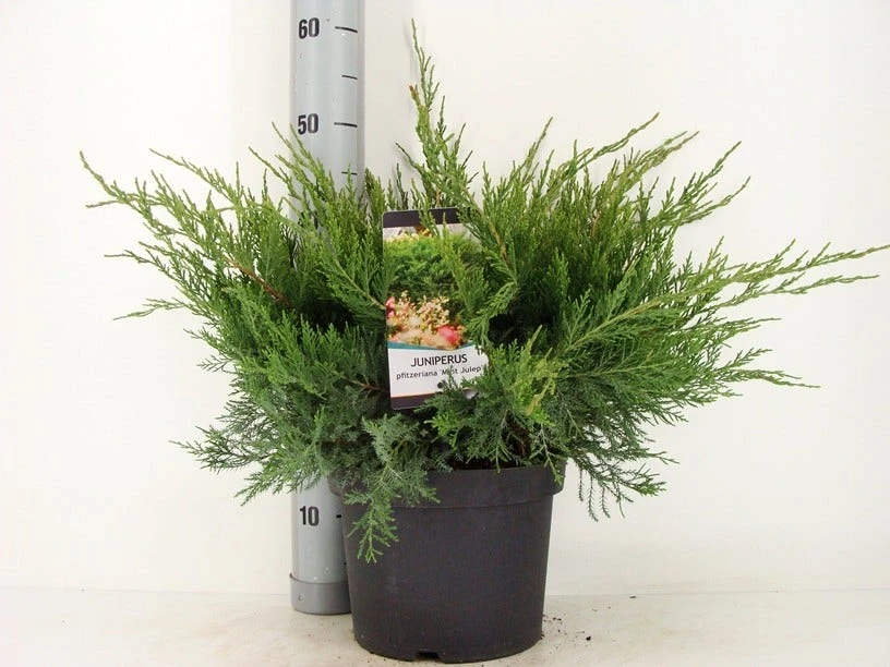 Jeneverbes (Juniperus Media 'Mint Julep') - Afbeelding 2