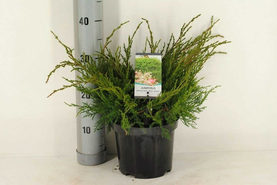 Jeneverbes (Juniperus Media 'Mint Julep') - Afbeelding 4