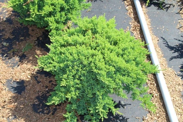 Jeneverbes (Juniperus Procumbens 'Nana') - Afbeelding 3