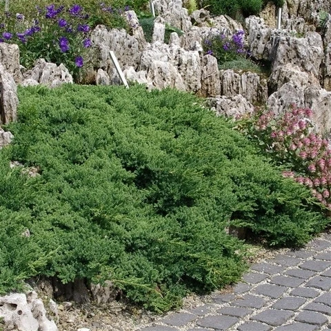 Jeneverbes (Juniperus Procumbens 'Nana') - Afbeelding 5