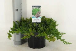 Jeneverbes (Juniperus Procumbens 'Nana')