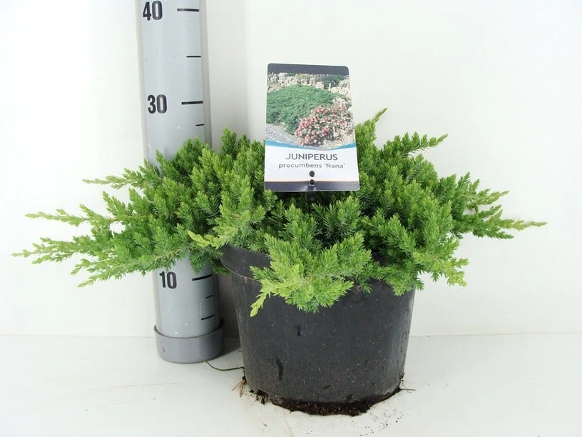 Jeneverbes (Juniperus Procumbens 'Nana') - Afbeelding 2