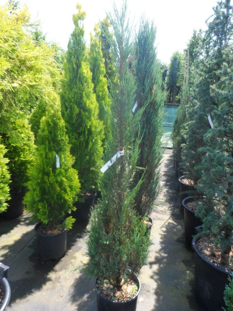 Jeneverbes (Juniperus Scopulorum 'Skyrocket') - Afbeelding 5