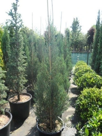 Jeneverbes (Juniperus Scopulorum 'Skyrocket') - Afbeelding 6