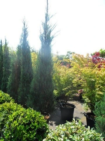 Jeneverbes (Juniperus Scopulorum 'Skyrocket') - Afbeelding 7