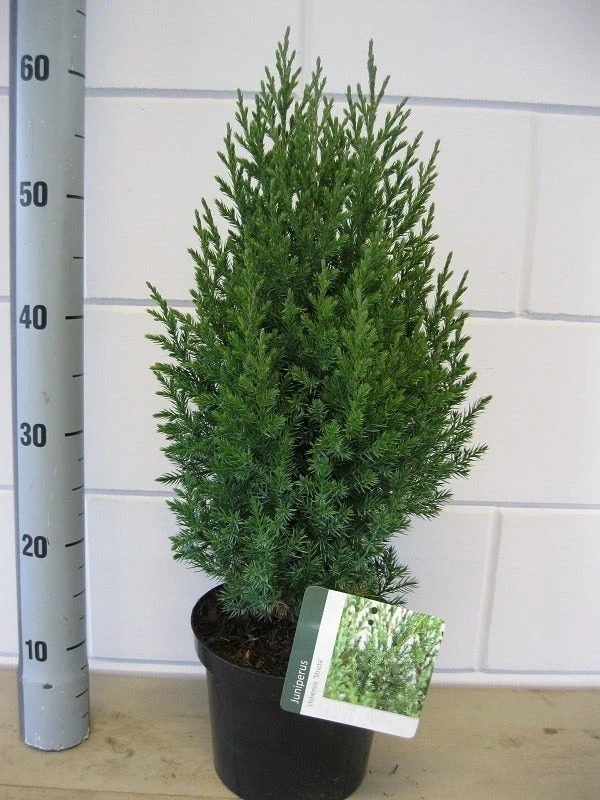 Jeneverbes (Juniperus Chinensis 'Stricta') - Afbeelding 3