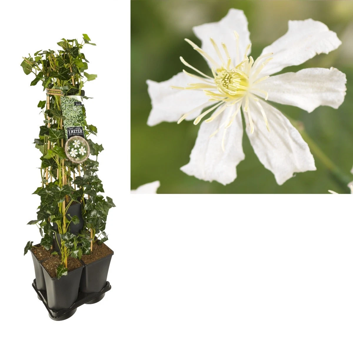 Hedera-Clematis Mix Haag (Paul Farges)