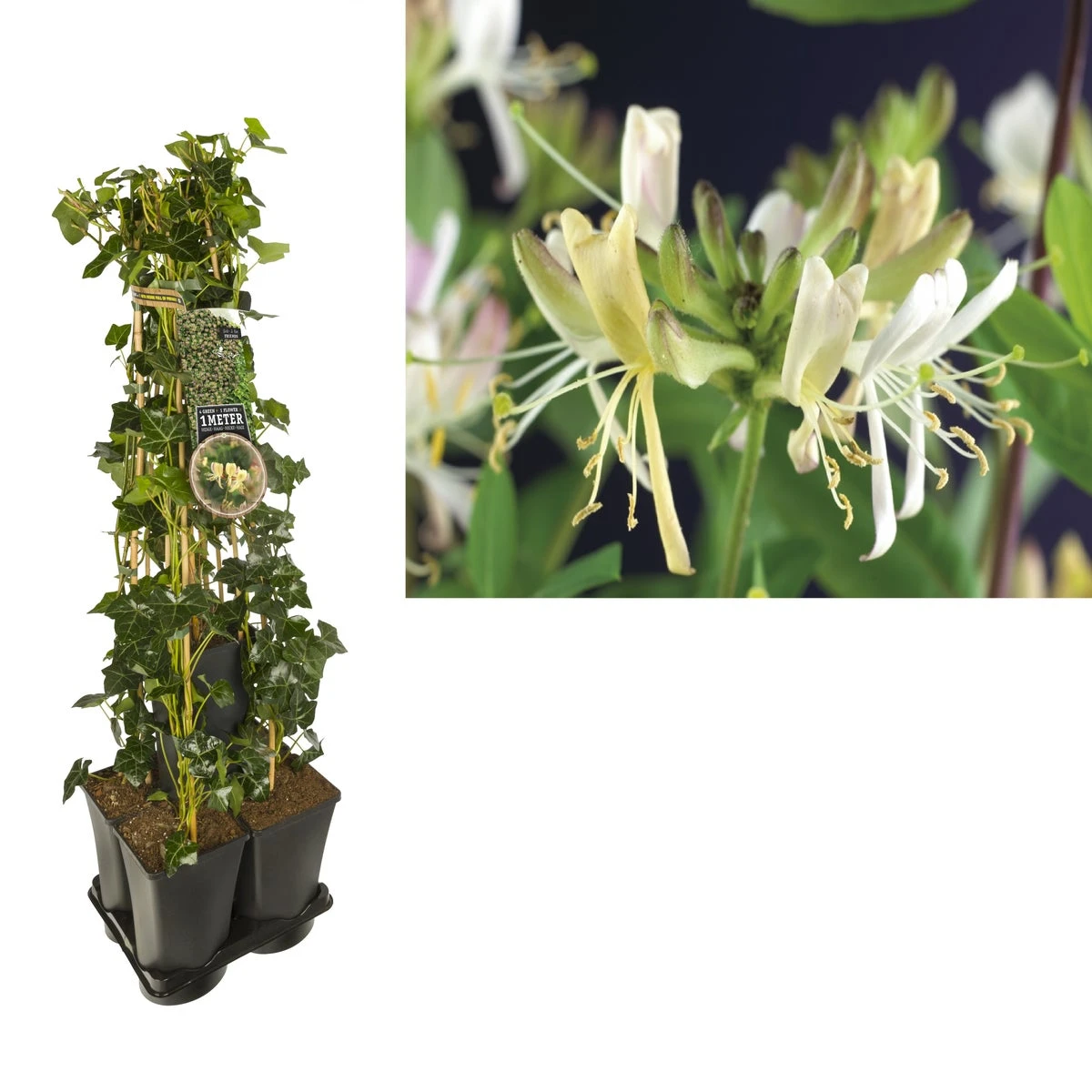 Hedera-Kamperfoelie Mix Haag (Belgica Select)