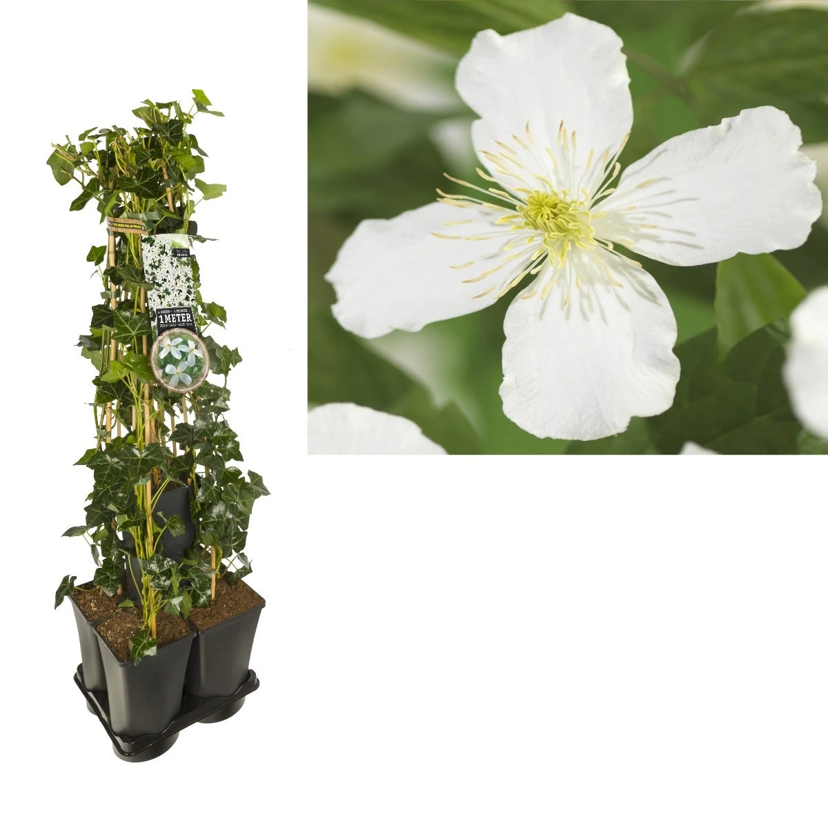 Hedera-Clematis Mix Haag (grandiflora)