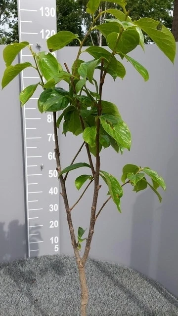 Kaki (Diospyros Kaki) - Afbeelding 11
