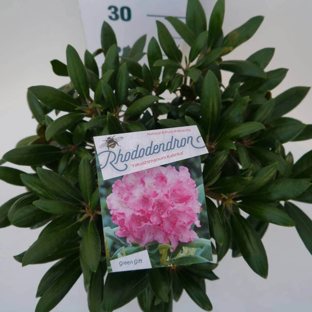 Dwergrhododendron (Rhododendron 'Kalinka') - Afbeelding 2