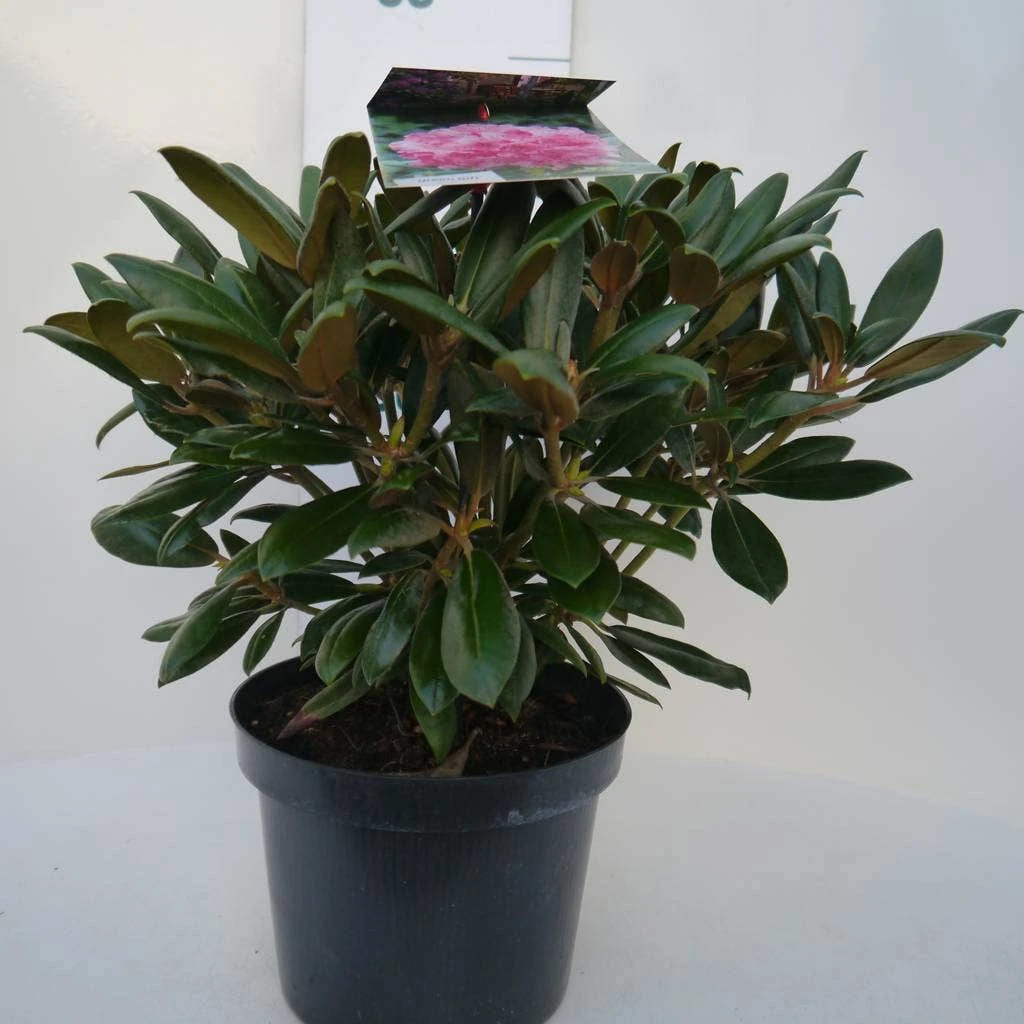 Dwergrhododendron (Rhododendron 'Kalinka') - Afbeelding 3