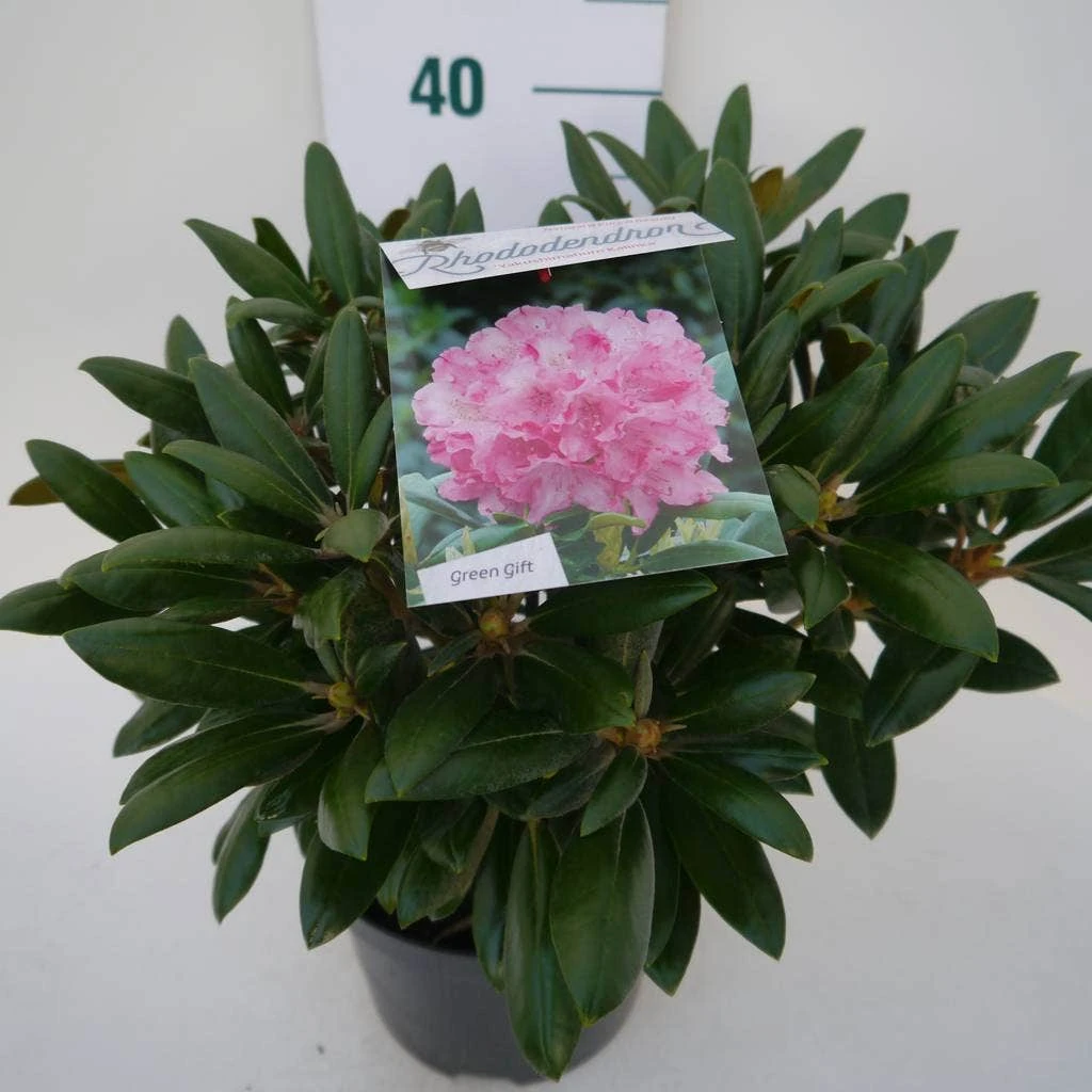 Dwergrhododendron (Rhododendron 'Kalinka') - Afbeelding 4