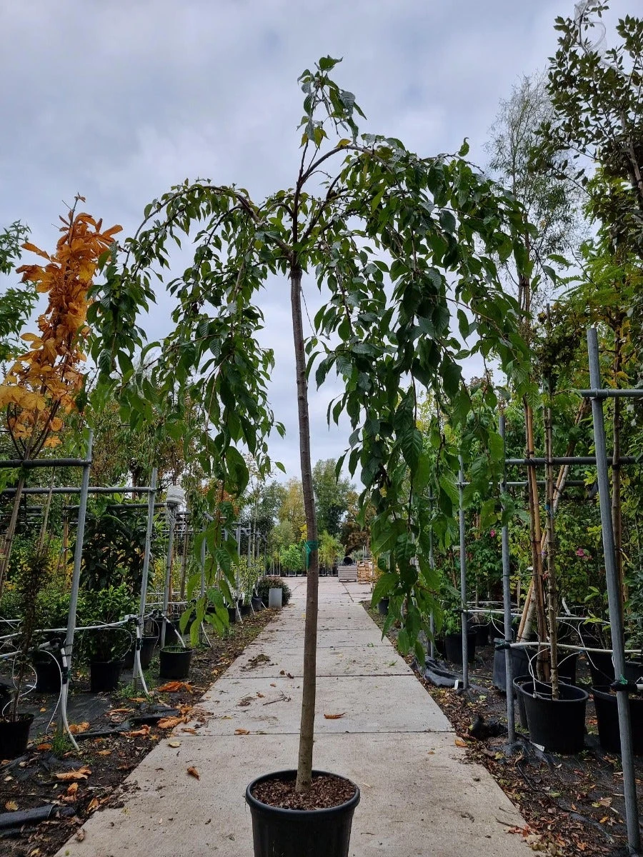 Japanse Treursierkers (Prunus Serrulata 'Kiku-shidare') - Afbeelding 2