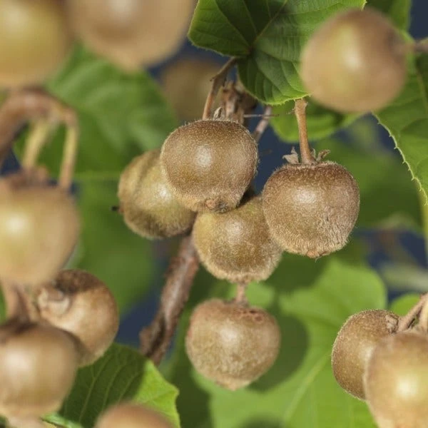 Kiwiplant Als Dakboom (Actinidia Chinensis) - Afbeelding 2