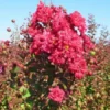Lagerstroemia Als Halfstam (Lagerstroemia Indica)