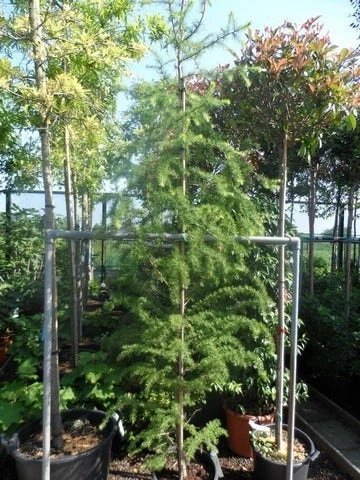 Lariks (Larix Decidua) - Afbeelding 2