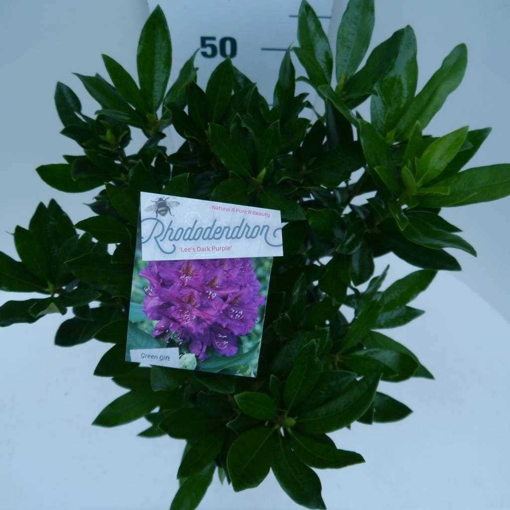 Rhododendron (Rhododendron 'Lee's Dark Purple') - Afbeelding 2