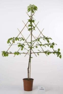 Lei-Kers (Prunus Avium 'Meikers')