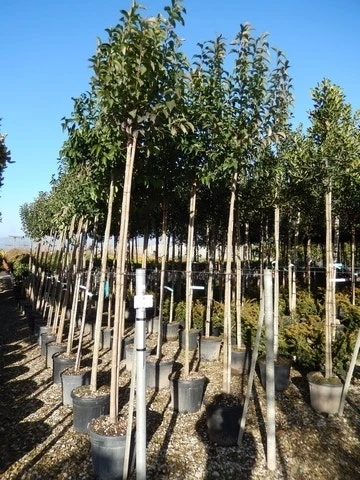 Liguster Als Boom (Ligustrum Japonicum) - Afbeelding 4