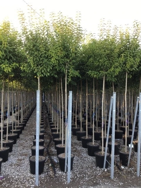 Liguster Als Boom (Ligustrum Japonicum) - Afbeelding 7