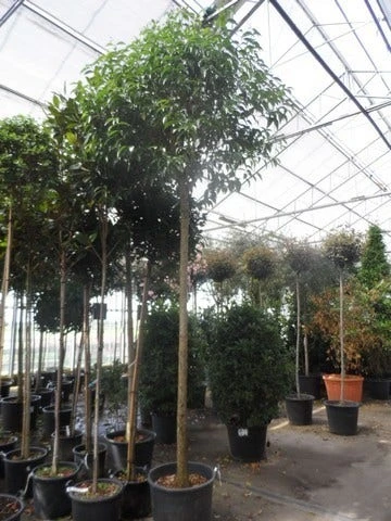 Liguster Als Boom (Ligustrum Japonicum) - Afbeelding 3