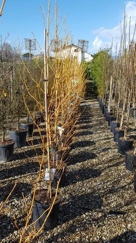 Amberboom (Liquidambar Styraciflua 'Golden Sun') - Afbeelding 2