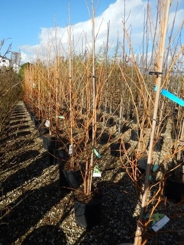 Amberboom (Liquidambar Styraciflua 'Golden Sun') - Afbeelding 3