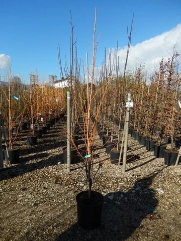 Amberboom (Liquidambar Styraciflua 'Golden Sun') - Afbeelding 4