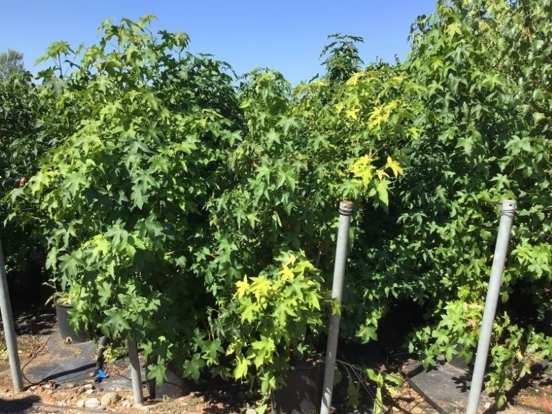 Meerstammige Amberboom (Liquidambar Styraciflua) - Afbeelding 15