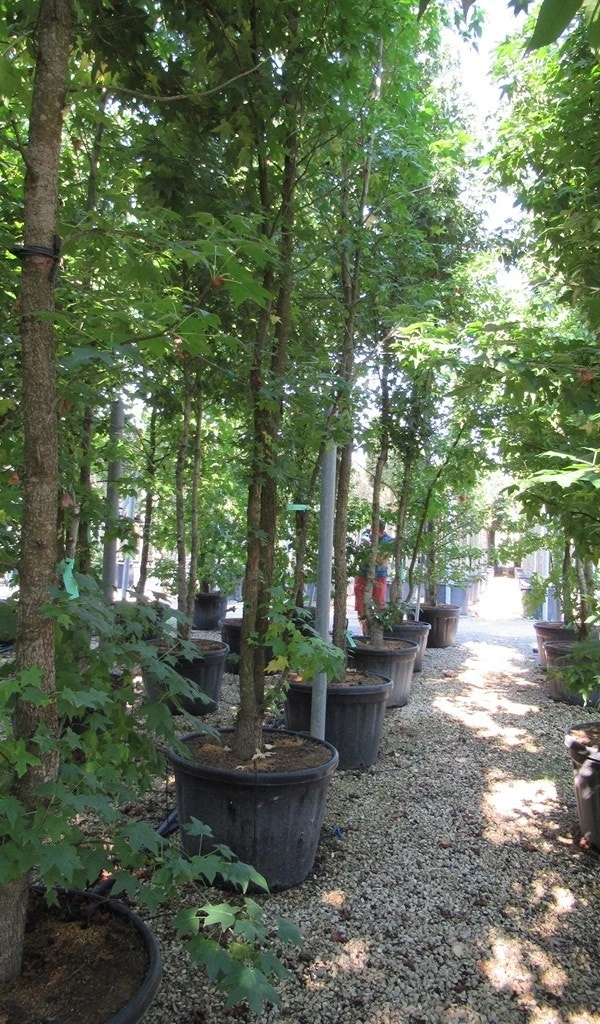 Meerstammige Amberboom (Liquidambar Styraciflua) - Afbeelding 4