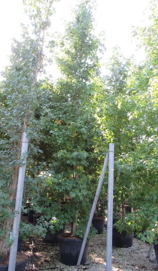 Meerstammige Amberboom (Liquidambar Styraciflua) - Afbeelding 3