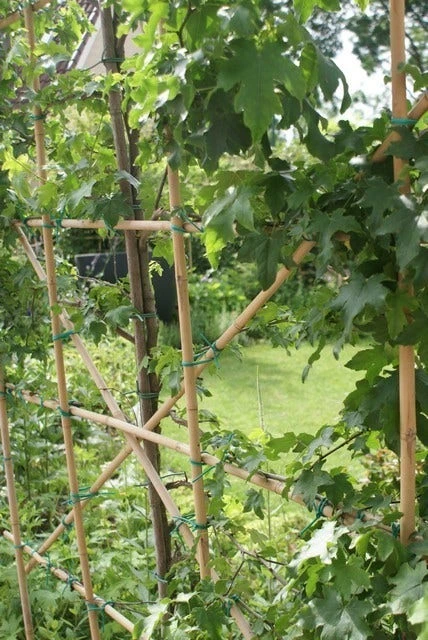 Amberboom Als Leiboom (Liquidambar Styraciflua) - Afbeelding 12