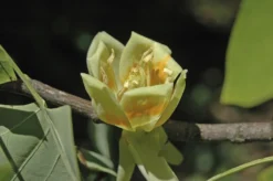 Tulpenboom (Liriodendron Tulipifera)