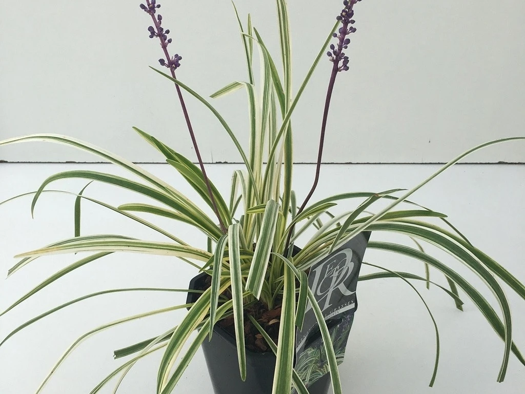 Leliegras (Liriope Muscari 'Variegata') - Afbeelding 2