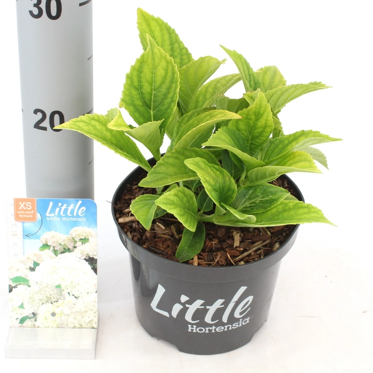 Kleinblijvende Hortensia (Hydrangea Macr. 'Little White'®) - Afbeelding 2