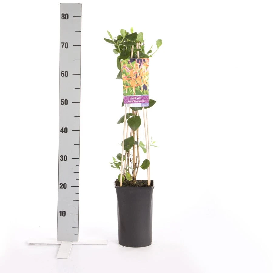 Kamperfoelie (Lonicera Heckrottii 'American Beauty') - Afbeelding 2