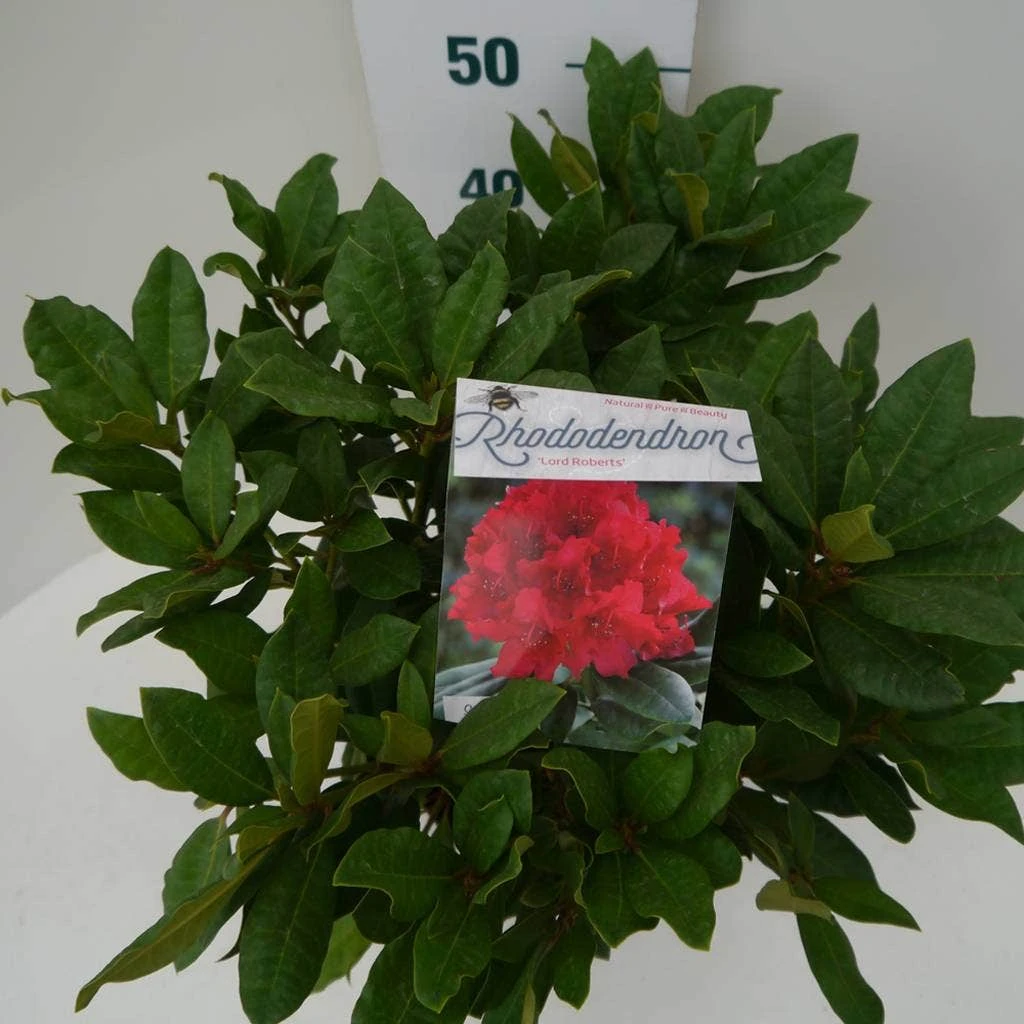 Rhododendron (Rhododendron 'Lord Roberts') - Afbeelding 4