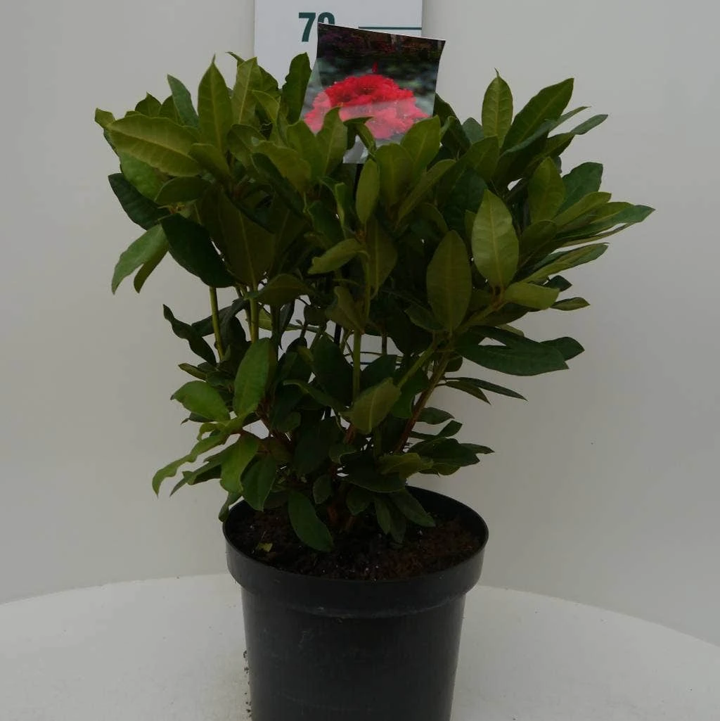 Rhododendron (Rhododendron 'Lord Roberts') - Afbeelding 2