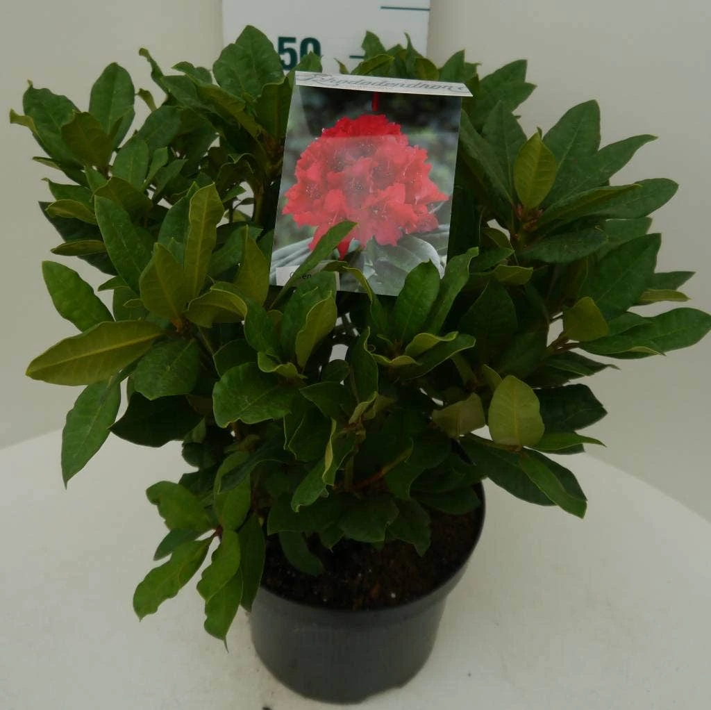 Rhododendron (Rhododendron 'Lord Roberts') - Afbeelding 3