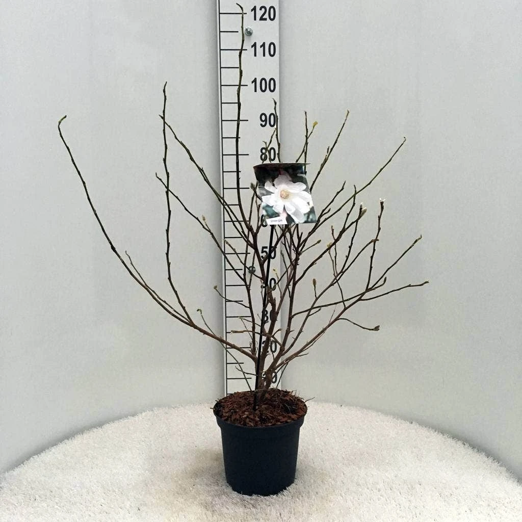 Stermagnolia (Magnolia Stellata) - Afbeelding 13