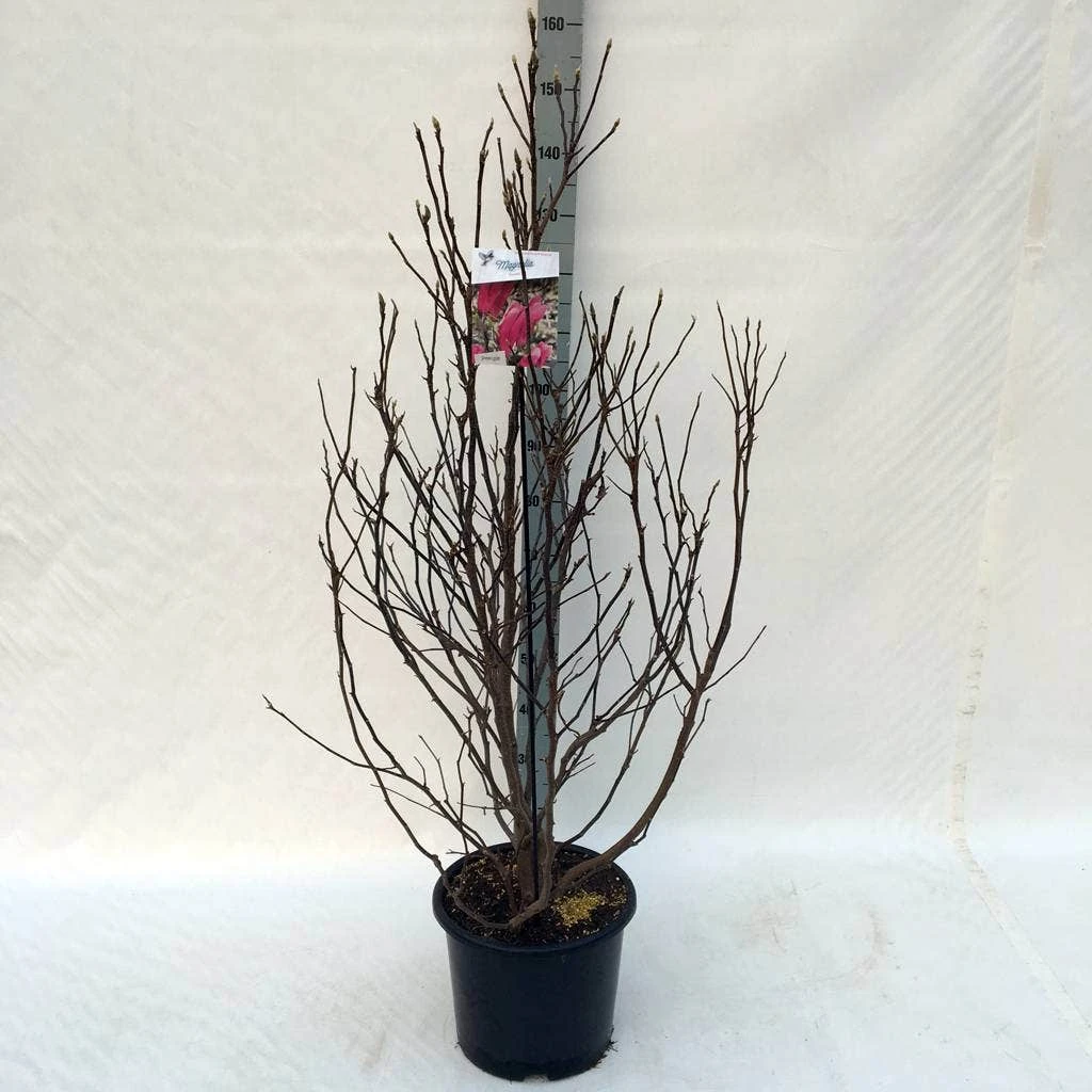 Beverboom, Struik (Magnolia Susan) - Afbeelding 10